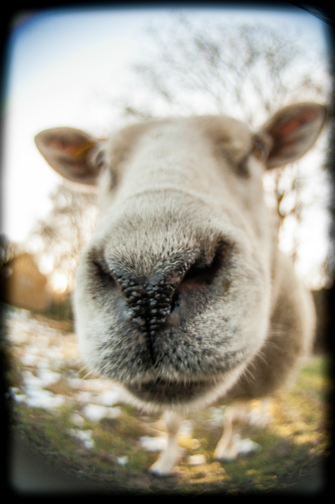 Schaap fisheye